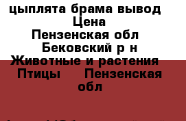 цыплята брама вывод19.05.18 › Цена ­ 100 - Пензенская обл., Бековский р-н Животные и растения » Птицы   . Пензенская обл.